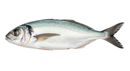Isolated gilthead seabream or Sparus aurata on a plain surface, with silvery skin and iridescent scales