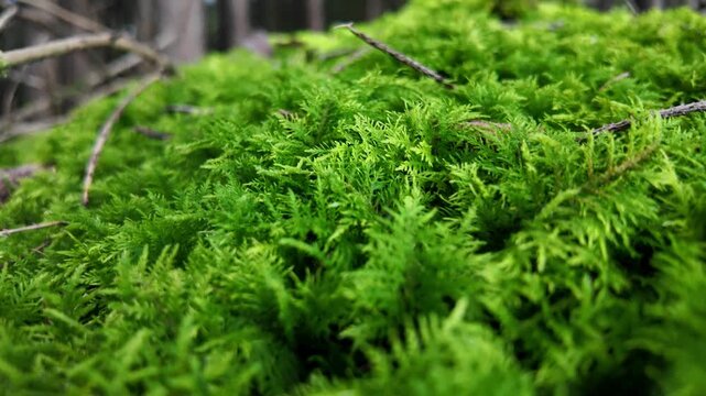 &ldquo;Forest Moss on the Woodland Floor: A Green Carpet of Life, Structure, and Ecological Importance&rdquo;