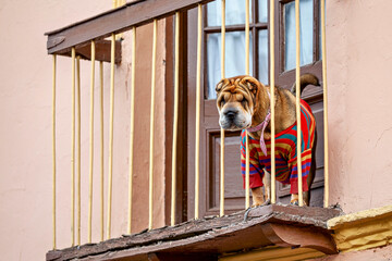 Shar Pei Dog in looking from a balcony 