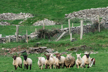 Flock of Sheep in Irish Countryside Pasture