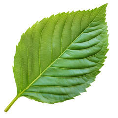 Obraz premium Vibrant Green Leaf with Serrated Edges - Nature Photography Collection