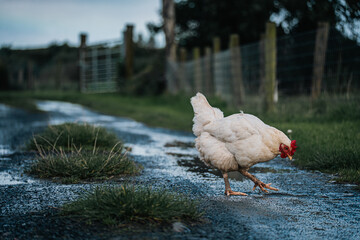 Chicken Standing on Farm Path After Rain
