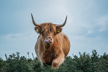 Horned Highland Cow running in Irish Countryside