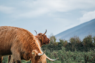 Two Highland Cows Grazing in Irish Countryside