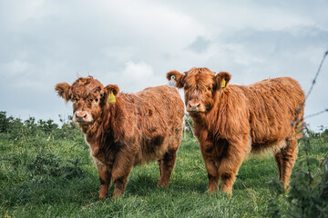 Highland Calves with Ear Tags in Irish Countryside Herd