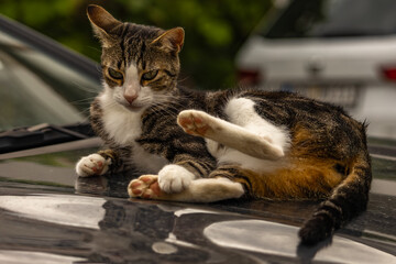 A gray cat with big green eyes lies on the hood of a car, the cat washes and basks in the sun on the car, the cat scratches the hood of the car with its claws