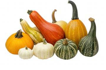 A collection of colorful gourds and pumpkins arranged on a background display