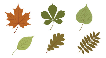 A collection of six distinct types of tree leaves in various colors and shapes.