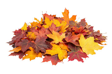 Fototapeta premium A vibrant pile of colorful autumn maple leaves isolated on a background