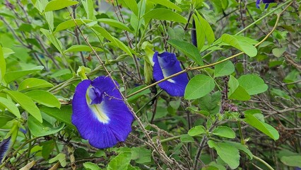 butterfly on a flower