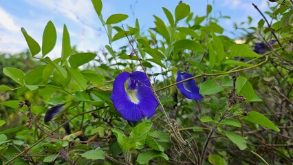 blue iris flowers