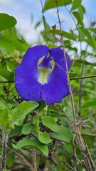 blue flower in the garden