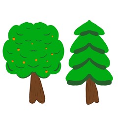 pine tree isolated on white