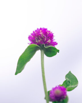 flowers in the garden
