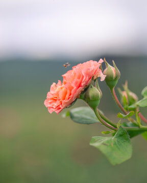 flowers in the garden