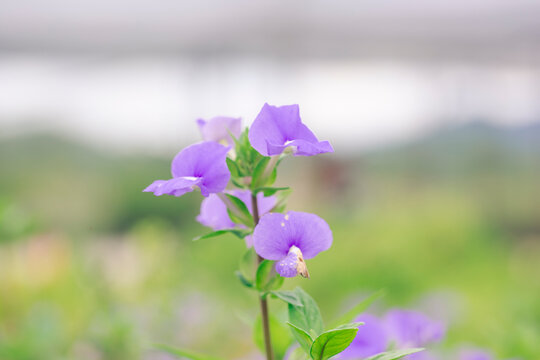 flowers in the garden
