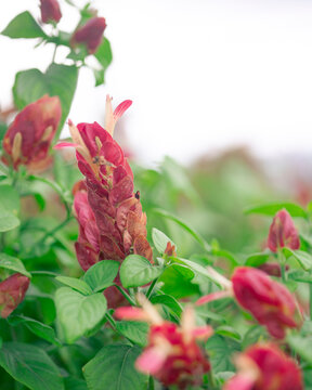 flowers in the garden