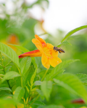 flowers in the garden