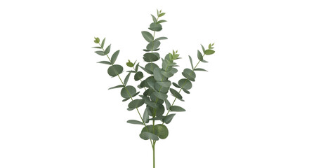 Isolated sprig of silver dollar eucalyptus leaves, beautiful nature decoration branch