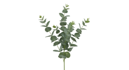 Isolated sprig of silver dollar eucalyptus leaves, beautiful nature decoration branch