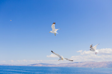 Graceful seagulls glide above a tranquil sea, framed by distant mountains and a clear sky with scattered clouds. A peaceful coastal moment capturing freedom, nature, and the quiet rhythm of flight.
