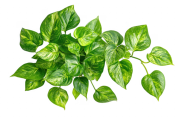 Overhead view of a lush golden pothos plant with variegated green leaves on background