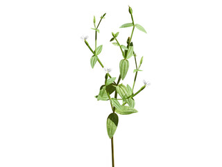 Canscora alata or samgamoli plant with flower and buds isolated on a white background