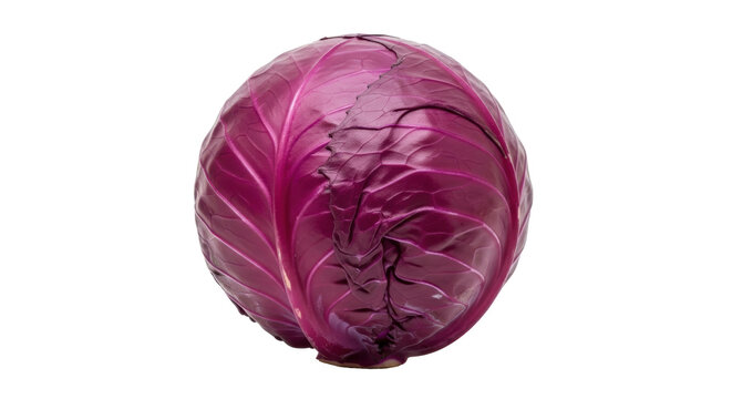 Isolated head of red cabbage close-up, organic vegetable, natural food ingredients for salad