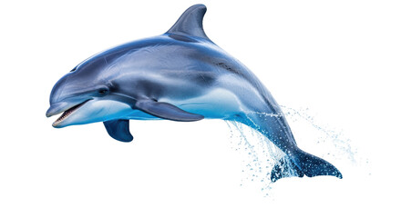 Isolated dolphin jumping out of the water showing its sharp teeth in an energetic posture