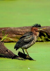 green heron