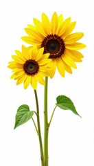 Fototapeta premium Two vibrant sunflowers, facing different directions, isolated on pure white background , garden, joyful, blossom