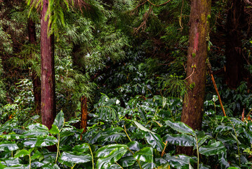 Lush Forest in Sao Miguel