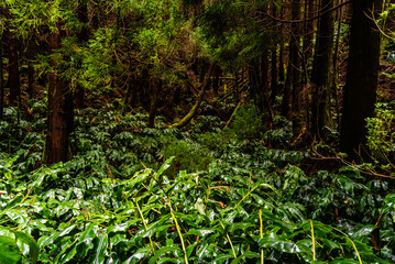 Lush Forest in Sao Miguel