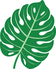 Illustration of a vibrant green Monstera leaf with distinct fenestrations