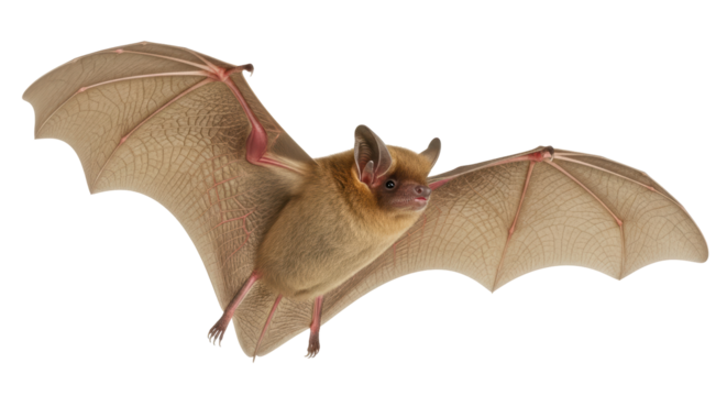 Isolated Animal in Flight Facing Right with Wing Span on Neutral Backdrop Outdoors