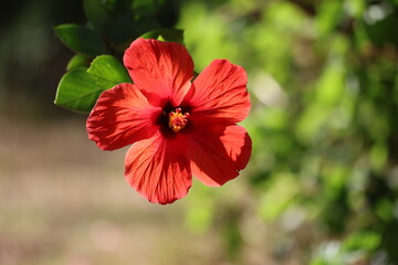 Obraz premium close up- of hibiscus flower (Hibiscus rosa-sinensis)