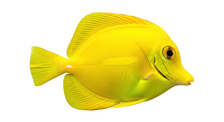 Isolated Yellow Tang tropical saltwater aquarium fish close up in bright color, side view
