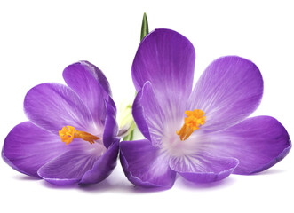 purple crocus flowers