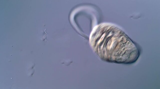 Trematodes Larvae Under Microscope in 4K Video
