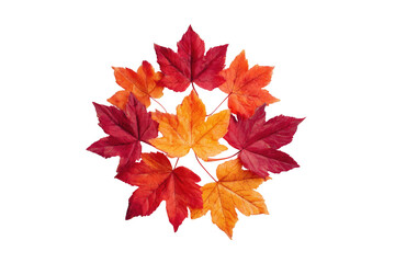 Autumn Maple Leaves Arranged in a Circular Pattern isolated on a transparent background fall