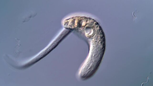 Trematodes Larvae Swimming in 4K Ultra HD Footage