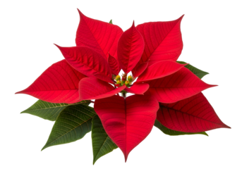 Vibrant poinsettia blossoms against a stark black background, showcasing deep red petals and lush green foliage.