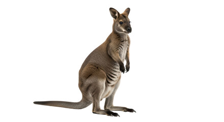 Isolated wallaby standing on two legs looking forward, a native marsupial from Australia