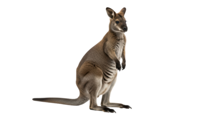 Isolated wallaby standing on two legs looking forward, a native marsupial from Australia