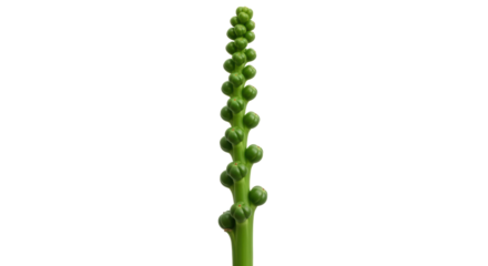 Isolated green plant stem, with buds for sprouting future flora, vertical orientation
