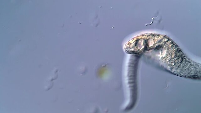Trematodes Larvae Moving Actively in 4K Microscope