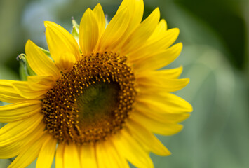 Obraz premium Bright yellow sunflower in summer