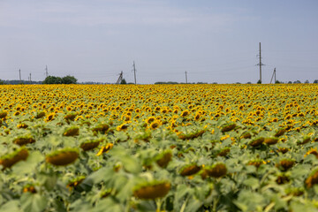 Sunflowers in the summer field