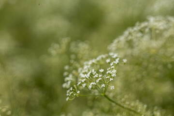 White plant in the summer field