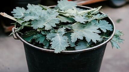 Freshly Harvested Leaves in a Black Bucket, Natural Texture, Close-up View.